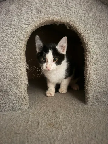 Gatinha cheia de amor para dar 