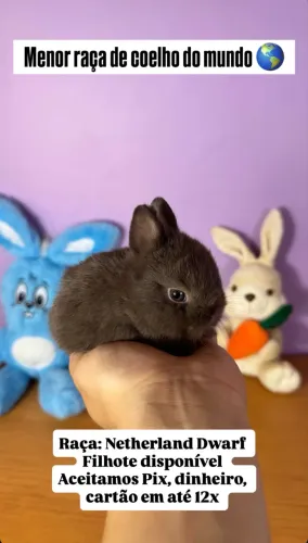 Netherland Dwarf