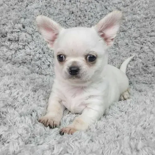 Chihuahua Carinho que acompanha o cotidiano