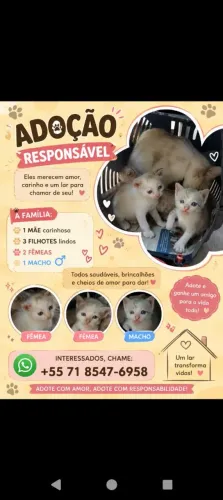 Gatinhos pra adoção