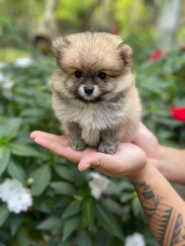 Filhote Spitz Alemão, Amor verdadeiro vem com rabinho abanando!