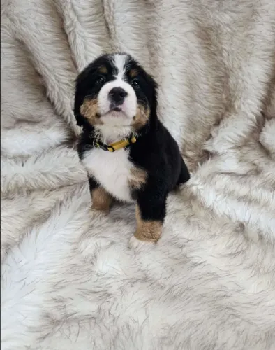 Bernese Mountain Dog,Bernese Mountain Dog Filhote Muito Amoroso e Dócil