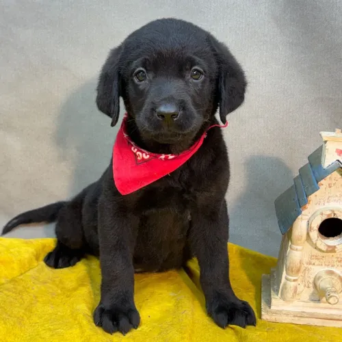 Labrador legítimo, Poucas unidades disponíveis. Corra ! 