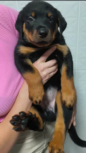 Rottweiler