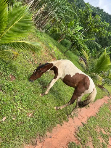 Pordo manga larga 1 ano ,$2000