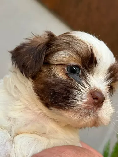 Mini shihtzu fêmea 