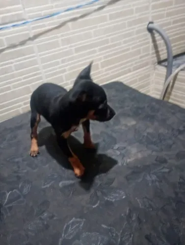 Pinscher miniatura