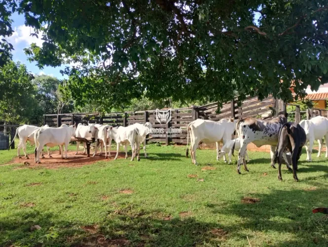 FAZENDINHA DE 37 HECTARES FORMADA NO NORTE DE MINAS COM EXCELENTE LOCALIZAÇÃO CORAÇÃO DE J
