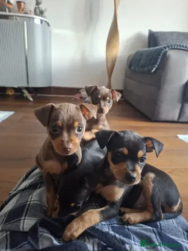 Neném Pinscher/ Pincher de linhagem selecionada e muito dócil