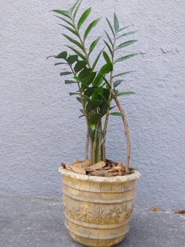 Planta Zamioculca + Vaso Decorativo