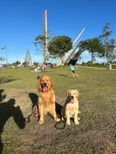 Golden retriever 