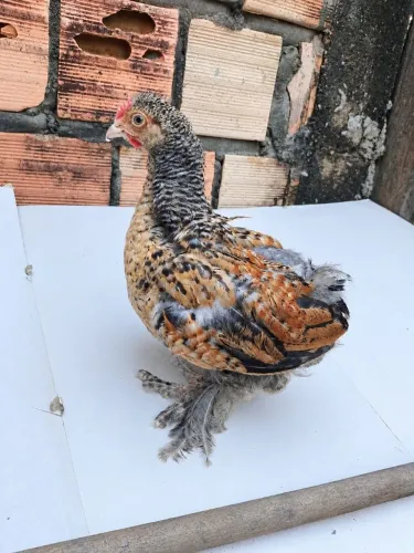 Galinha brahma misturada com pedrês de topete