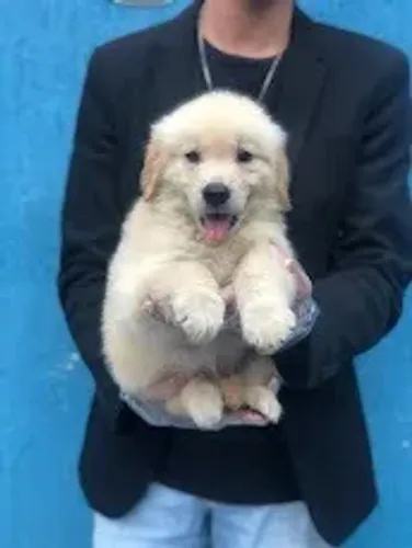 Golden retriever Filhotes de mais alto padrão da raça