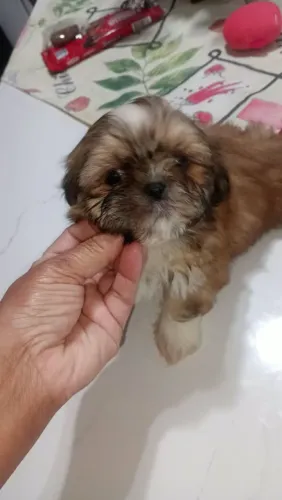 Shih tzu Macho 850,00 pronta entrega