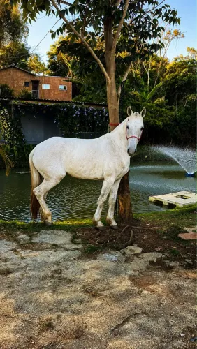 Égua