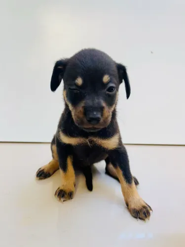 Adoção de cachorrinhos