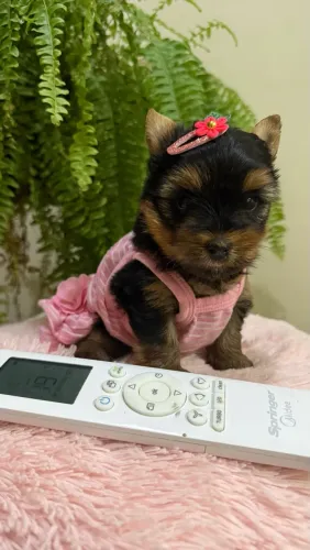 Yorkshire mini