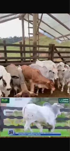Vacas paridas com bezerros