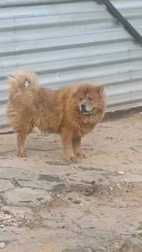 Chow Chow adulto para doação