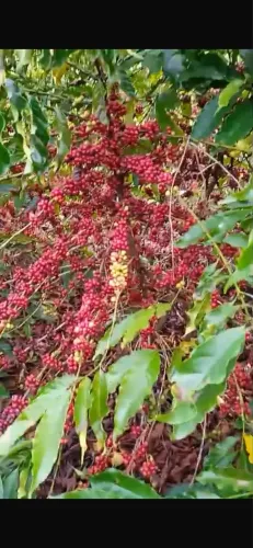 Sítio 6,4 ha com 9 mil pés de café, 1 mil pés de pimenta-do-reino e 2 casas
