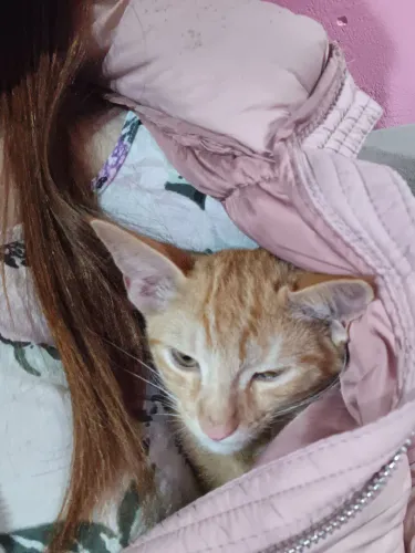 Amarelinho 