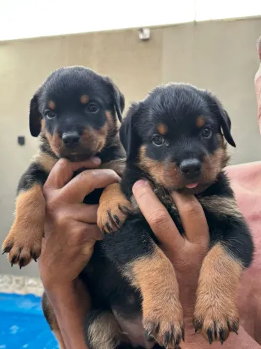 Vende-se filhotes de Rotweiller