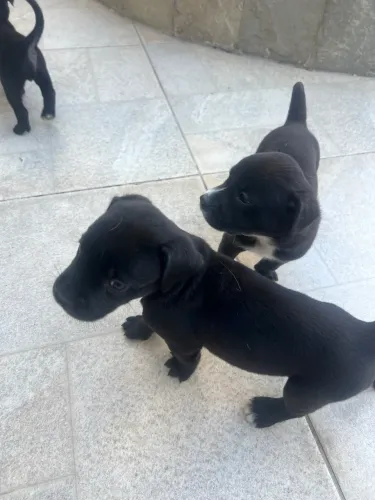 Filhote de Cachorro American Bully com Gold