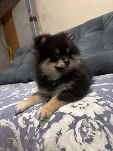 Vendo filhote de Lulu da Pomerânia