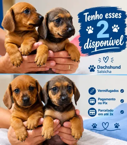 Dachshund