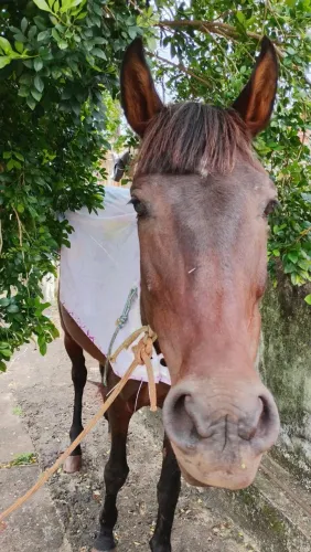 Vende se cavalo 3 anos manço e bom pra cavalgada 