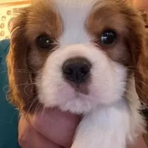 Cavalier King Charles Spaniel,Cavalier King Charles Spaniel Filhote Selecionado Alta Proce