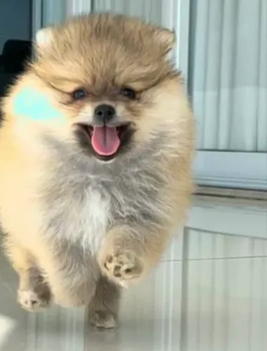 Luluzinho da Pomerania com pedigree 