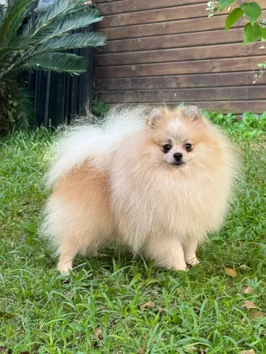 Spitz alemão 