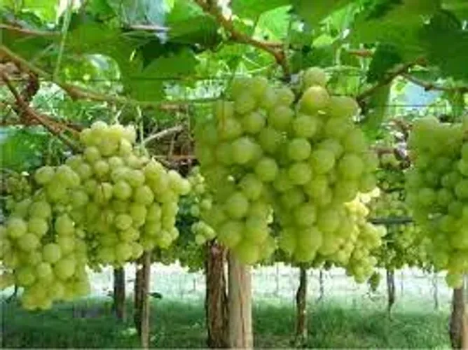 Fazenda de Uva e Manga em Petrolina e Região