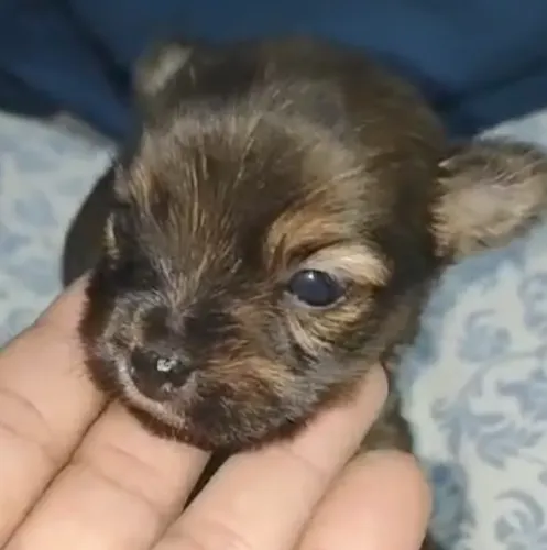 Chihuahua micro