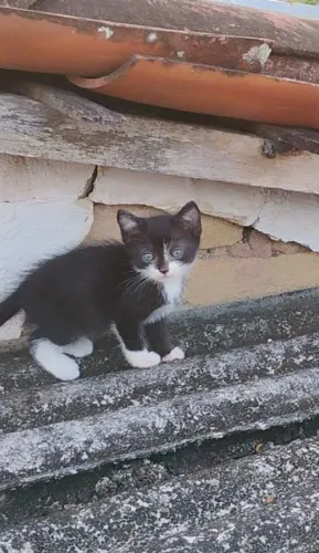 Adoção de Gatinho Frajola