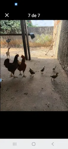 Frangos e galos e galinhas