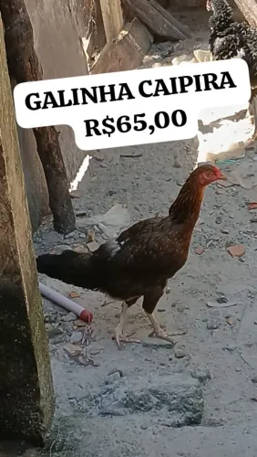 VENDO GALINHA CAIPIRA