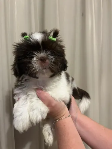 Shih tzu maravilhosa bem peludinha