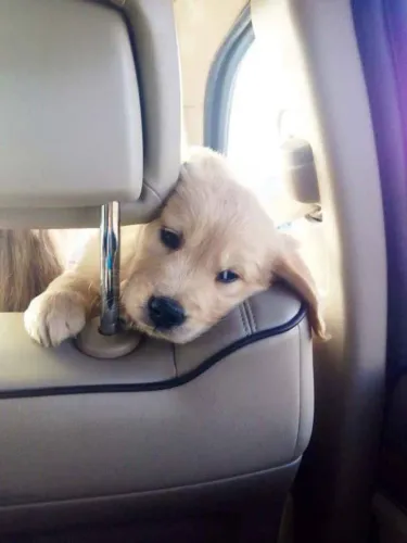 Filhote Golden Retriever, Leve para casa uma bolinha de pelos cheia de amor!