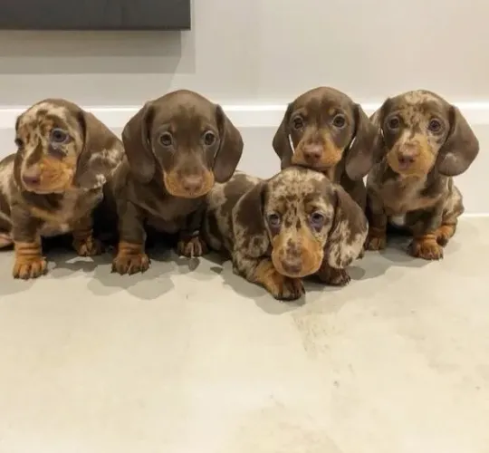 Basset Teckel