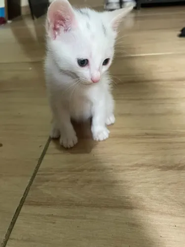 Doa se gatos