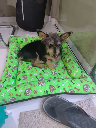 Doação de cachorro 11 meses