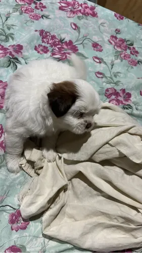 Um lindo shih tzuz fofinho na promoção