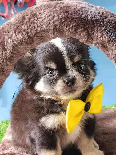Chihuaahua macho mini