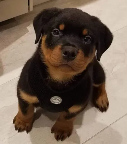 Rottweiler Seu melhor amigo pode estar mais perto do que imagina