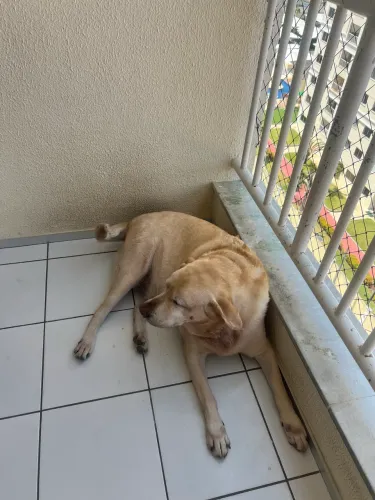 Adoção responsável