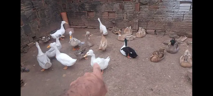 Patos pompom