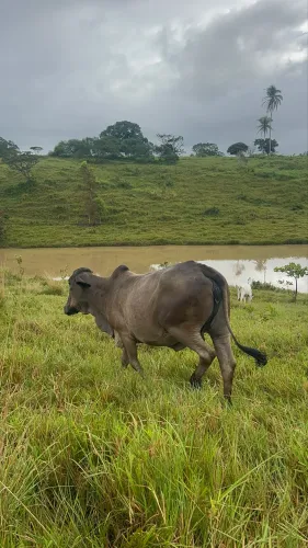 Vendo Vaca 