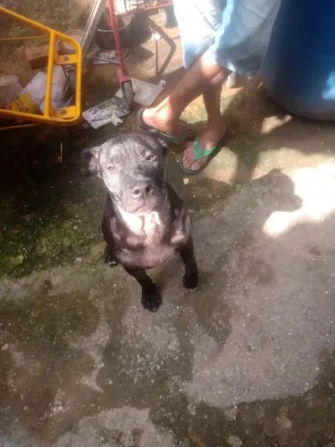Doa se Pitbull